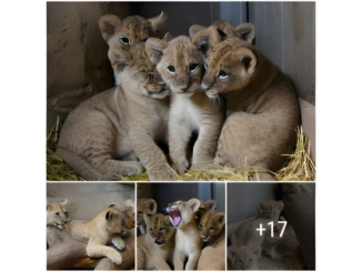 Lion Cub Revelry: Omaha Zoo Introduces Josiri, Taj, Kya, Leela, and Zuri with Adorable Names!