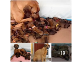 Revelando resiliencia: perro abandonado supera el frío y da a luz a 15 adorables cachorros en plena gestación (Video)