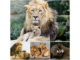 Unveiling the Magical World of Lions: Heartwarming Father-Son Bond Captured on (Video)