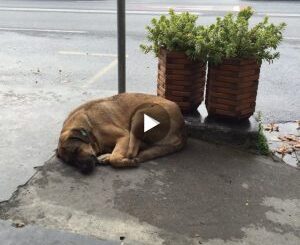 Finding Refuge in Kindness: A Stray Dog’s Touching Encounter at a Gas Station (Video)