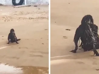 A bizarre experience happened on the beach: Meeting the scary truth during a walk on the beach